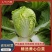 《精选》山东聊城大棚黄心白菜,大量出售批发超市,市场批发