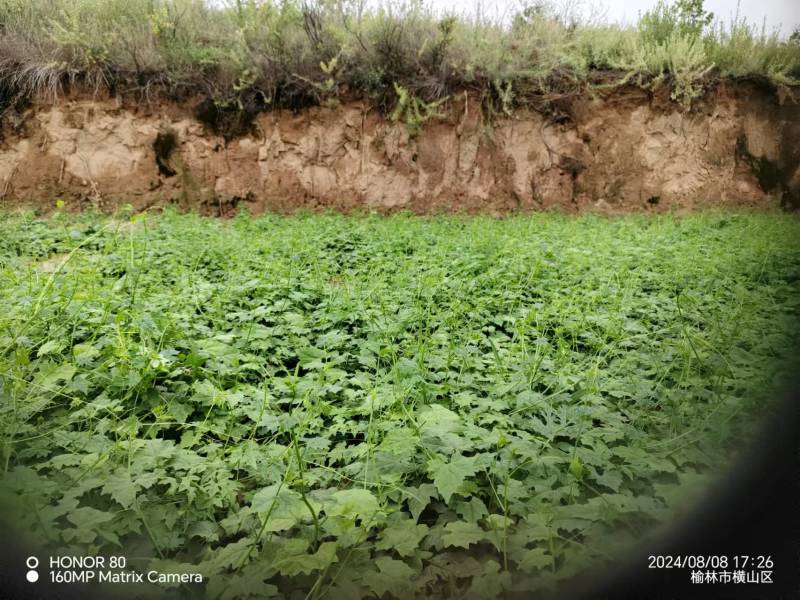 土贝母精品土贝母现挖现发产地直供一手货源欢迎咨询