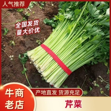 江苏徐州精品小西芹大量有货供应，质量很好，欢迎采购