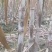 四川【青皮甘蔗】水果甘蔗，自产自销，大量上市中，欢迎采购