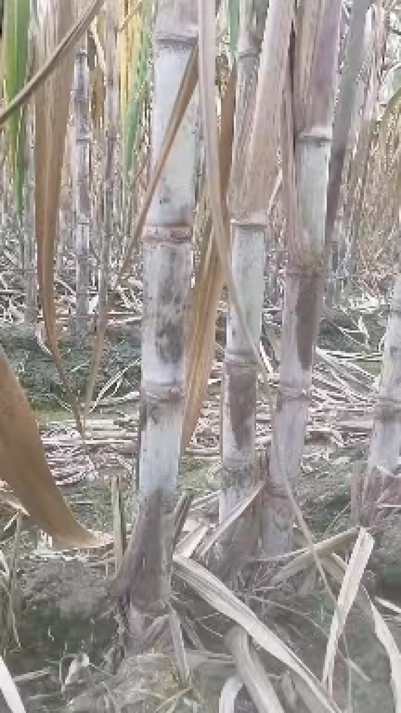 四川【青皮甘蔗】水果甘蔗，自产自销，大量上市中，欢迎采购
