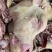精品牛脸牛头肉长期供应品质保证欢迎来电洽谈价更优惠