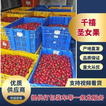聊城莘县千禧圣女果小番茄小柿子大量有货产地直发质量保证