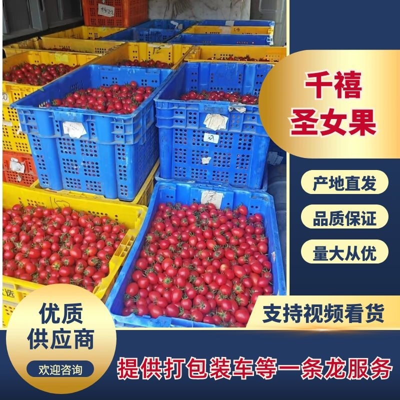 聊城莘县千禧圣女果小番茄小柿子大量有货产地直发质量保证