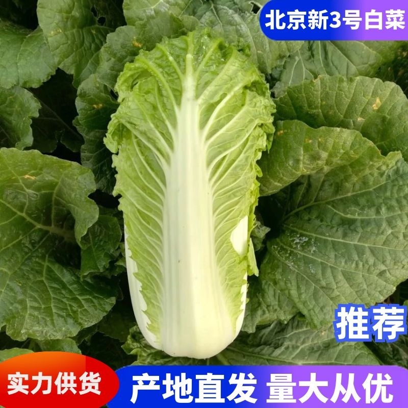 北京新三号白菜，无烧心，大量现货，诚信报价！