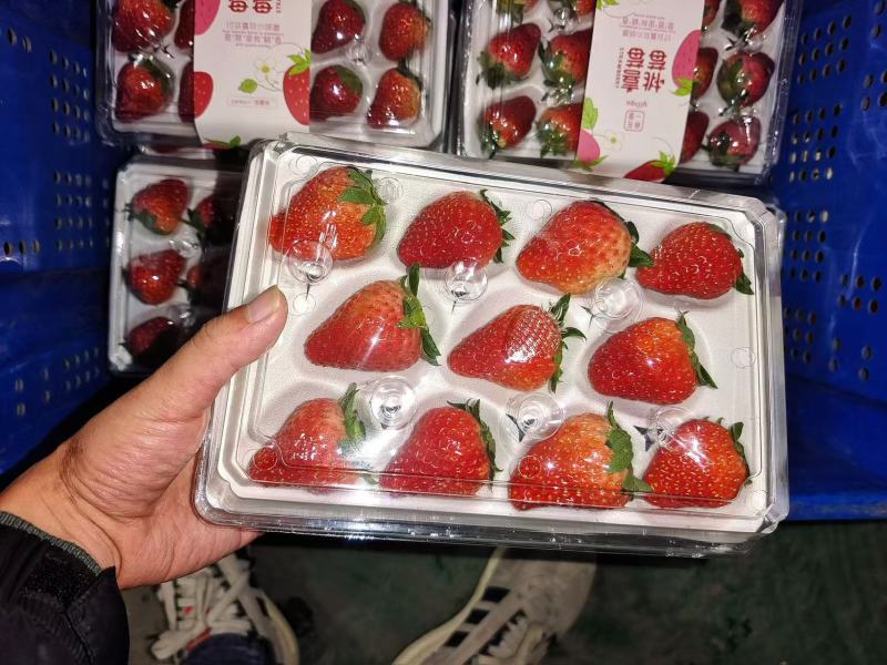 【实力推荐】红颜草莓产地热卖一手货源量大价优欢迎老板致电