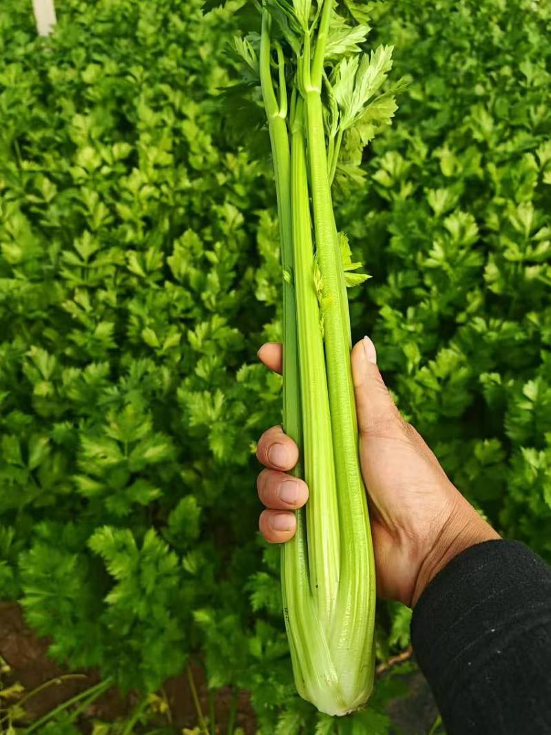滑县皇后西芹温室大棚芹菜大中小规格齐全，质量有保障