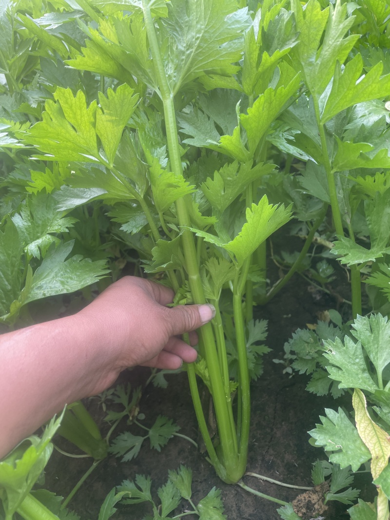 滑县皇后西芹温室大棚芹菜大中小规格齐全，质量有保障