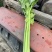 滑县皇后西芹温室大棚芹菜大中小规格齐全，质量有保障