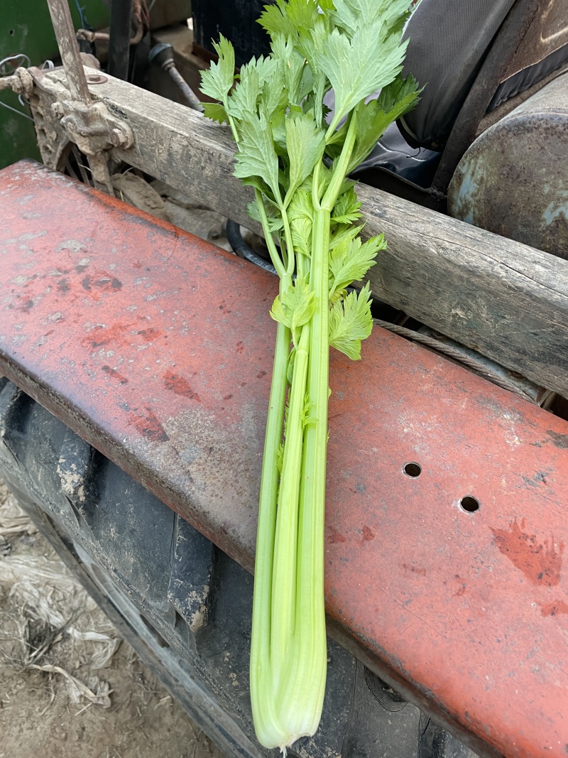 滑县皇后西芹温室大棚芹菜大中小规格齐全，质量有保障
