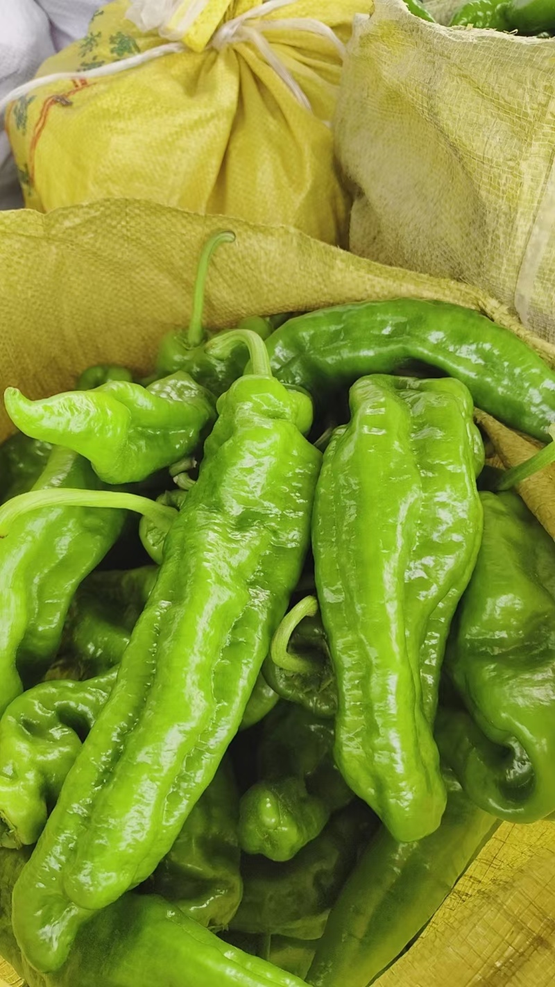 鲜辣椒泡椒精品河南辣椒产地直发一手货源电商货