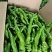 鲜辣椒泡椒精品河南辣椒产地直发一手货源电商货