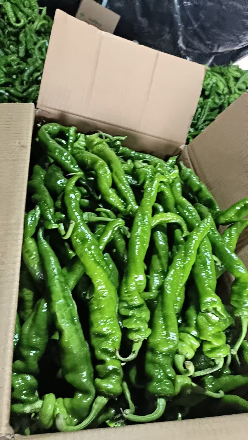 鲜辣椒泡椒精品河南辣椒产地直发一手货源电商货