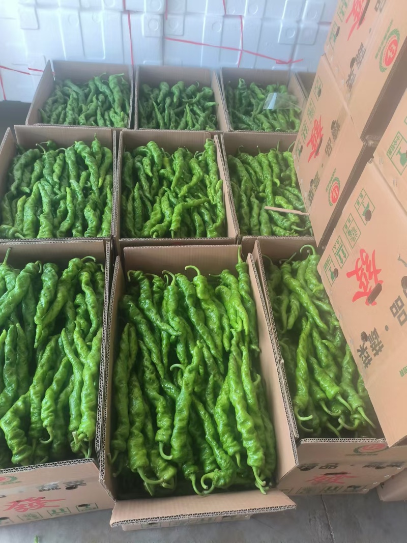 鲜辣椒泡椒精品河南辣椒产地直发一手货源电商货