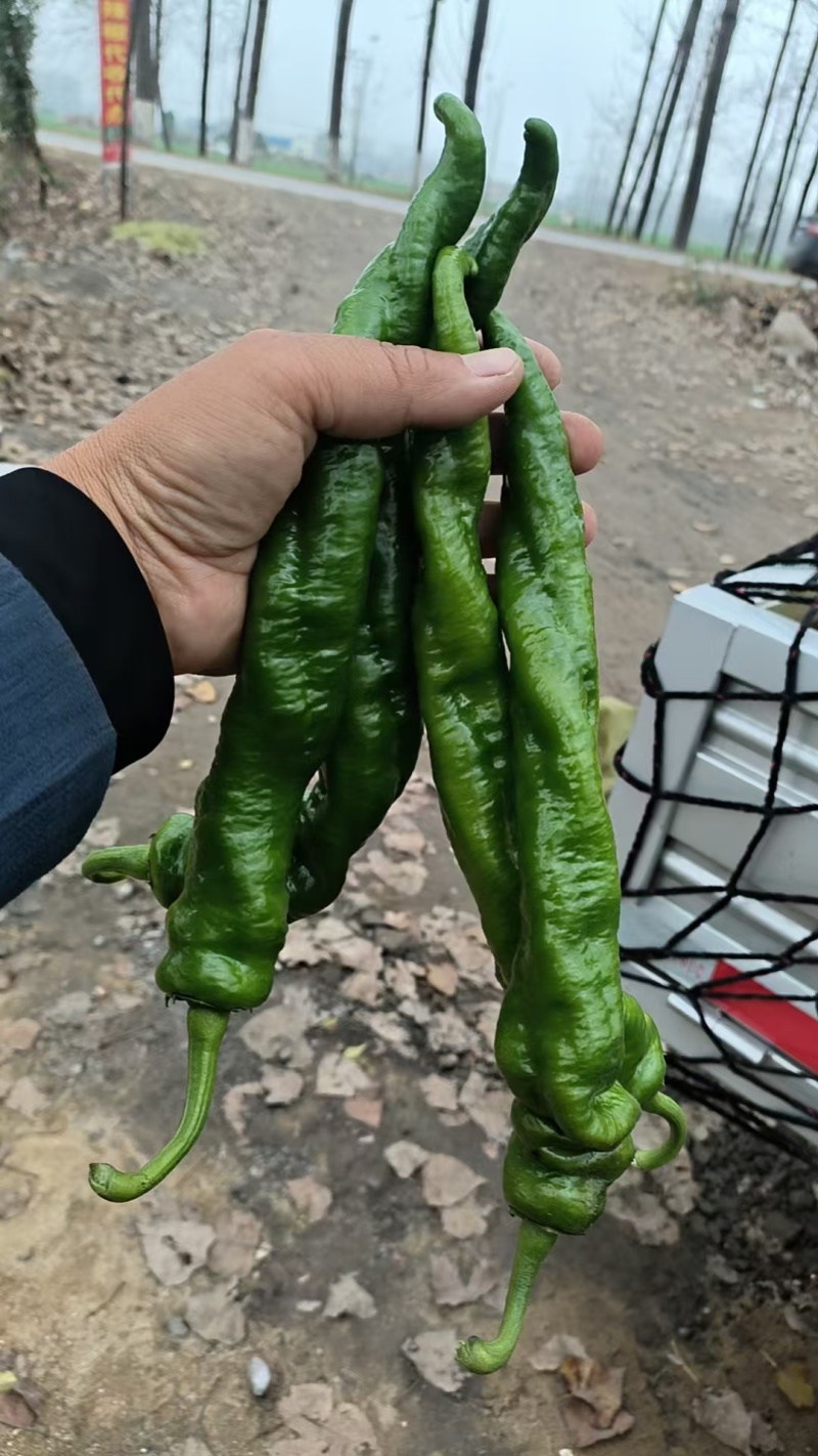 新鲜辣椒精品螺丝椒电商市场商超货源量大从优