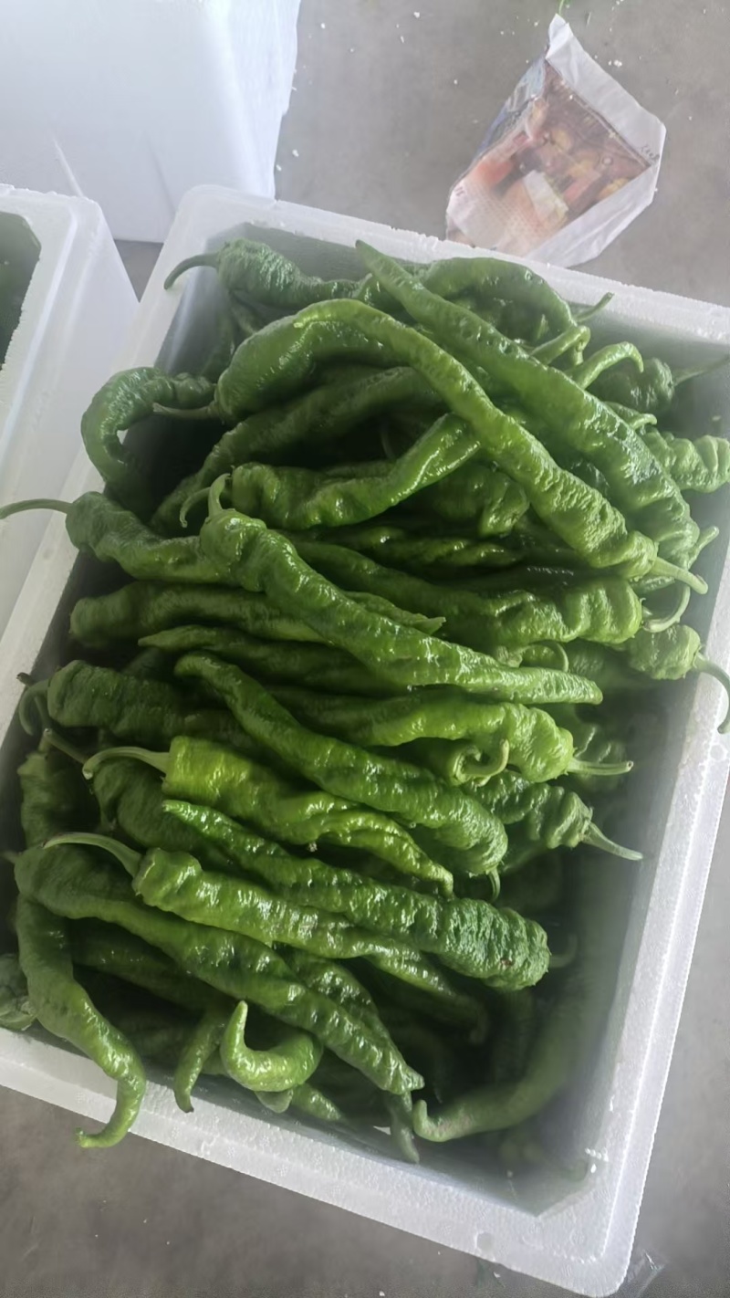 新鲜辣椒精品螺丝椒电商市场商超货源量大从优