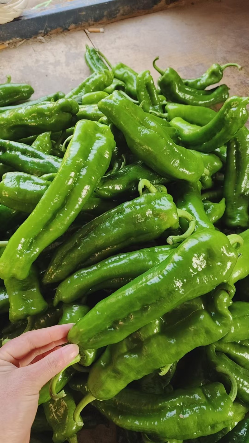 新鲜辣椒精品螺丝椒电商市场商超货源量大从优