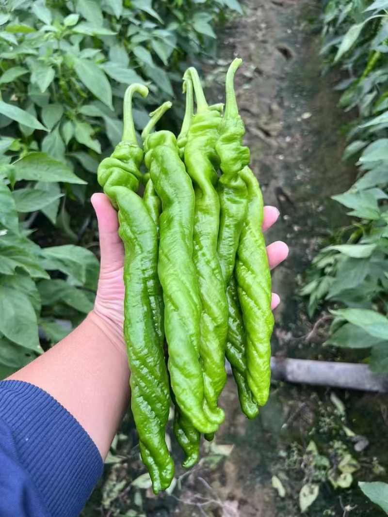 新鲜辣椒精品螺丝椒电商市场商超货源量大从优