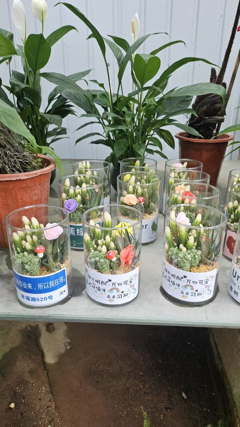 盆景花卉