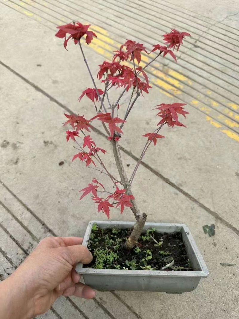 盆景花卉