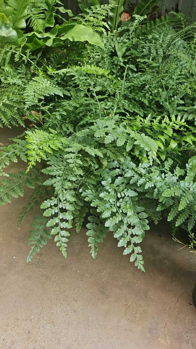 盆景花卉