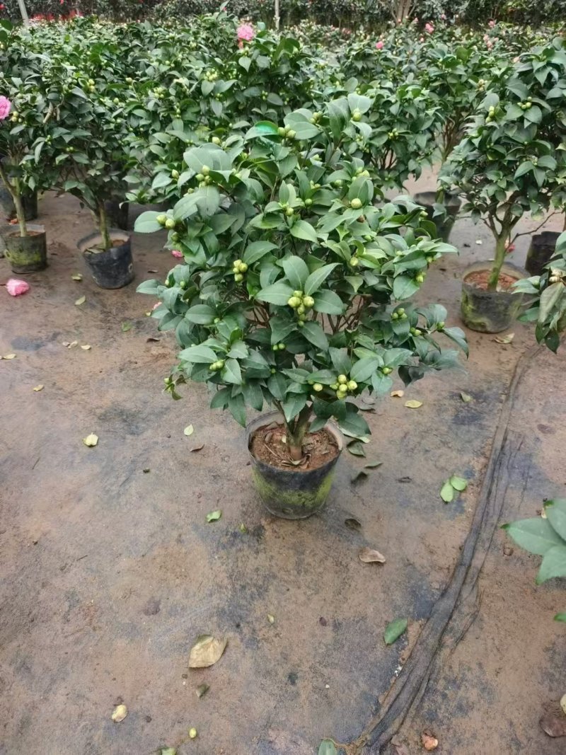 盆景花卉