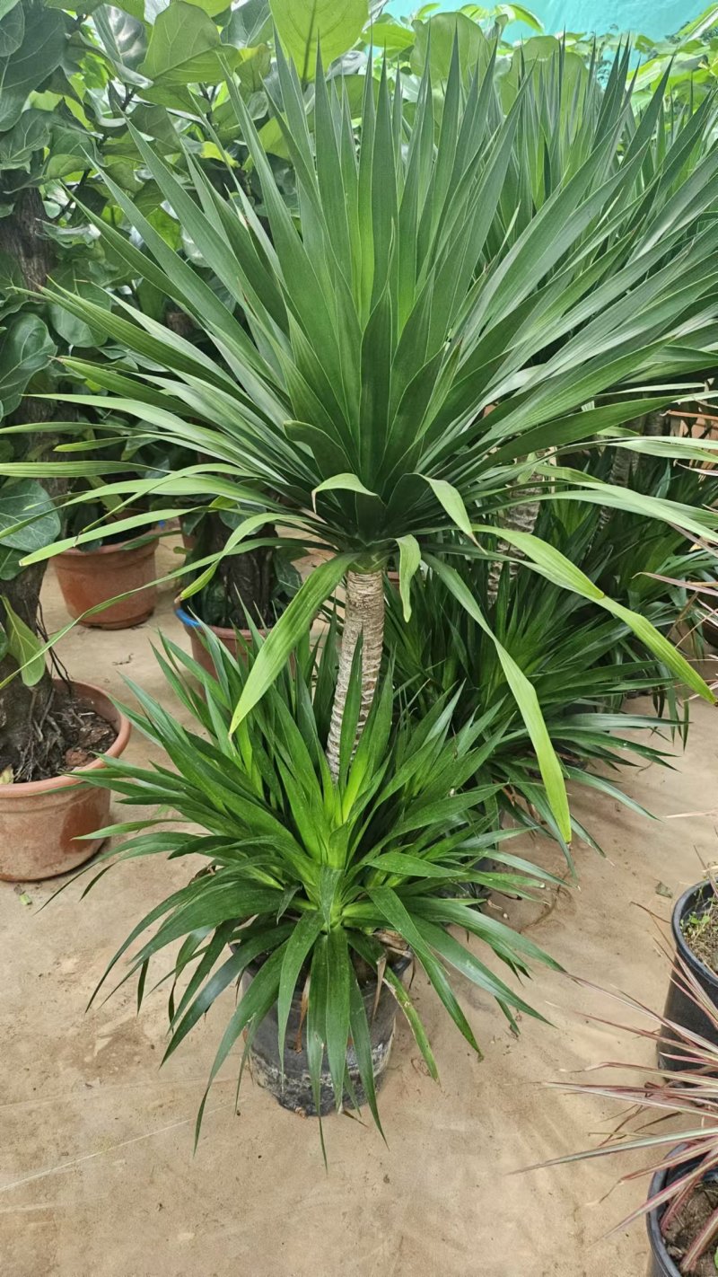 盆景花卉