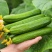 荷兰水果黄瓜种子全雌无刺短棒节节有瓜清香脆甜
