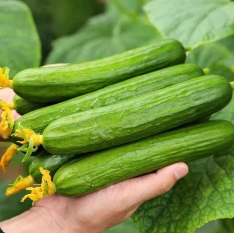 荷兰水果黄瓜种子全雌无刺短棒节节有瓜清香脆甜