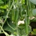 荷兰水果黄瓜种子全雌无刺短棒节节有瓜清香脆甜