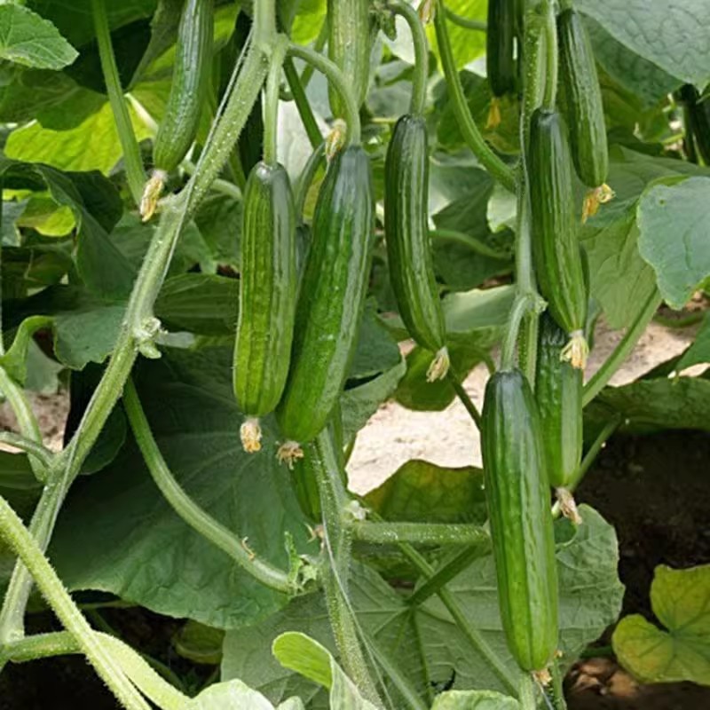 荷兰水果黄瓜种子全雌无刺短棒节节有瓜清香脆甜