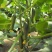 荷兰水果黄瓜种子全雌无刺短棒节节有瓜清香脆甜
