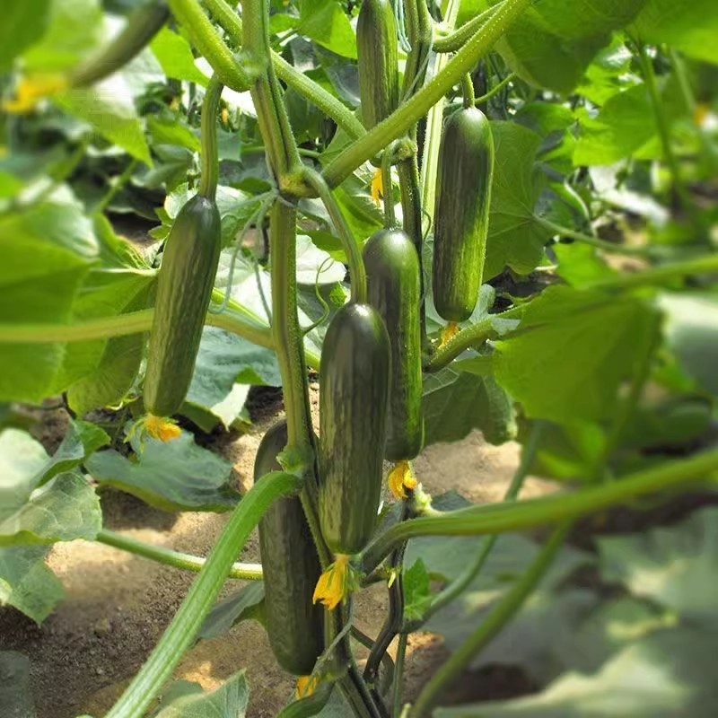 荷兰水果黄瓜种子全雌无刺短棒节节有瓜清香脆甜