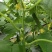 荷兰水果黄瓜种子全雌无刺短棒节节有瓜清香脆甜