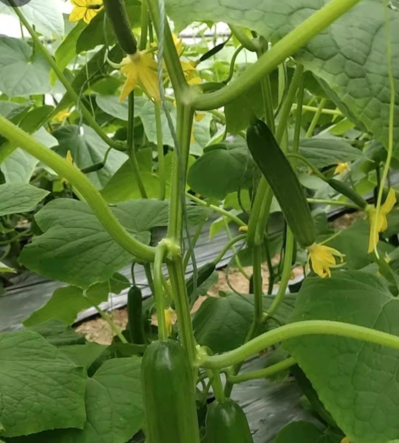 荷兰水果黄瓜种子全雌无刺短棒节节有瓜清香脆甜