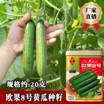 欧果8号水果黄瓜种子抗病结果瓜多质脆味甜