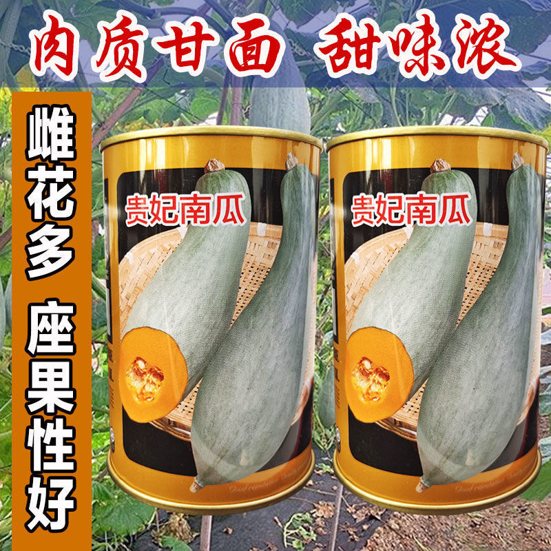 贵妃南瓜种子贵族南瓜种子肉质致密种腔小甘面甜味浓