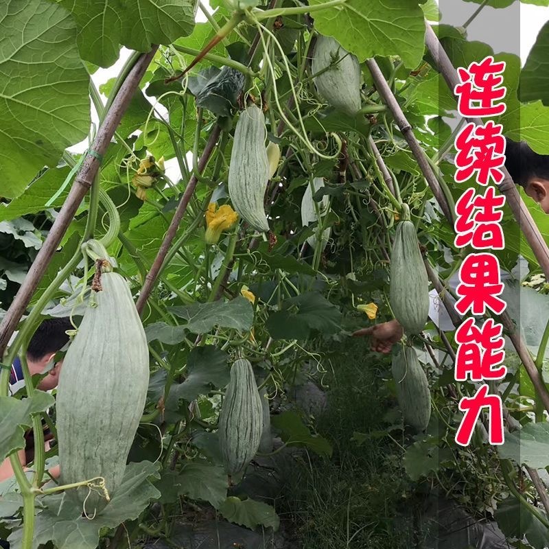 贵妃南瓜种子贵族南瓜种子肉质致密种腔小甘面甜味浓
