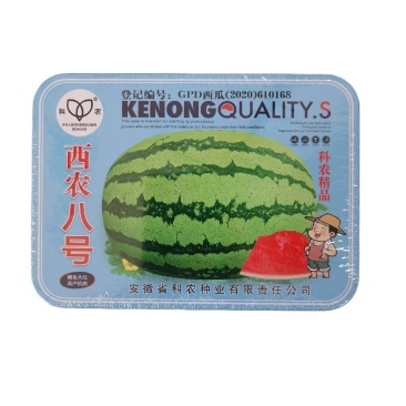 西农八号西瓜种子可重茬绿花皮大红瓤肉质脆汁多爽口