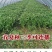 竹叶空心菜种子长叶型口感脆嫩旱地水地种植