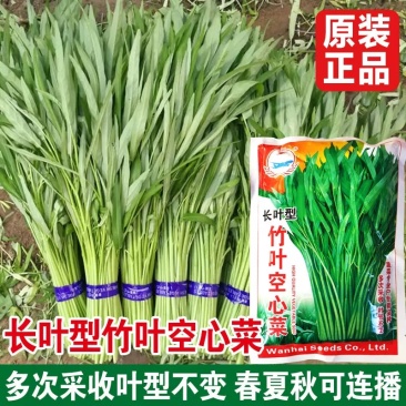 竹叶空心菜种子长叶型口感脆嫩旱地水地种植