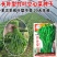 竹叶空心菜种子长叶型口感脆嫩旱地水地种植