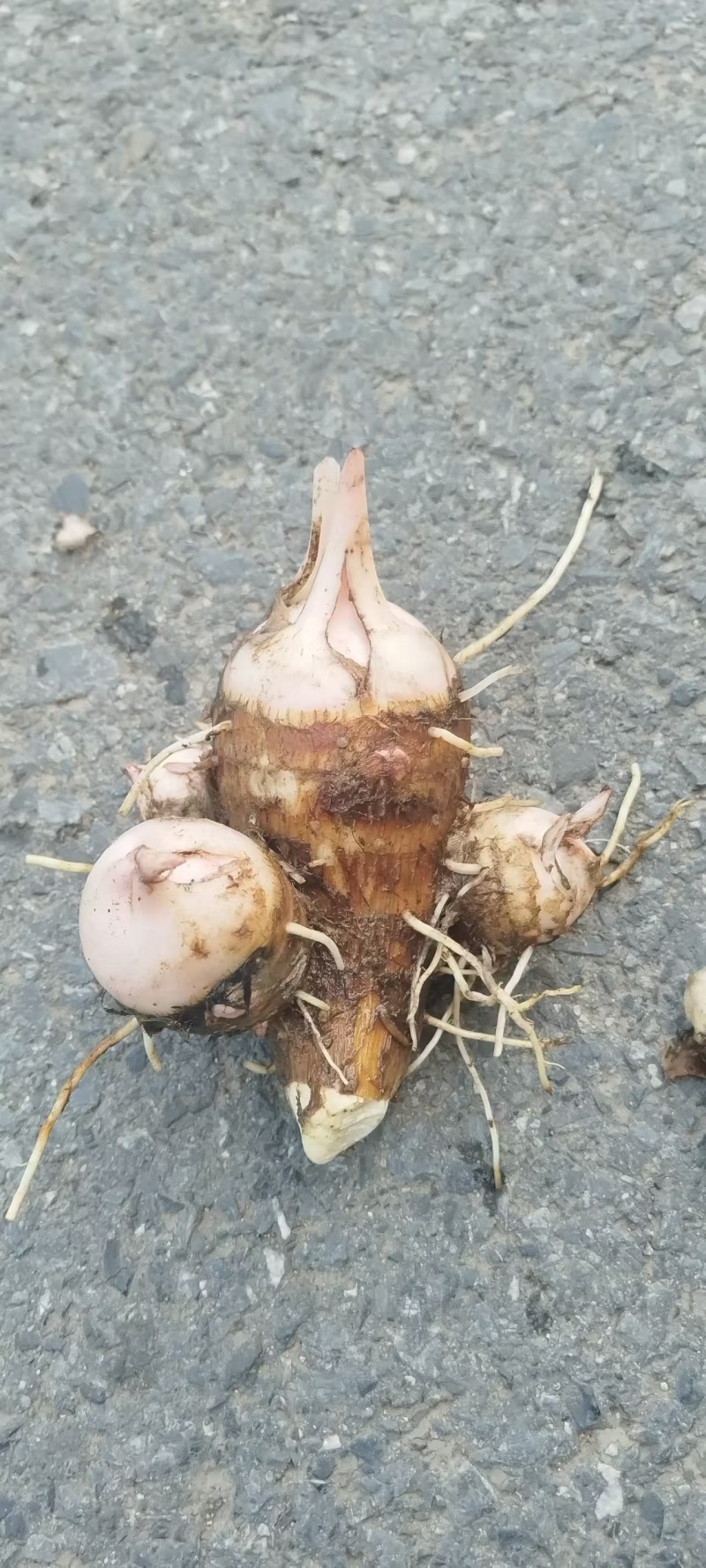 精品毛芋头，东阳市精品毛芋头，新鲜现货欢迎选购