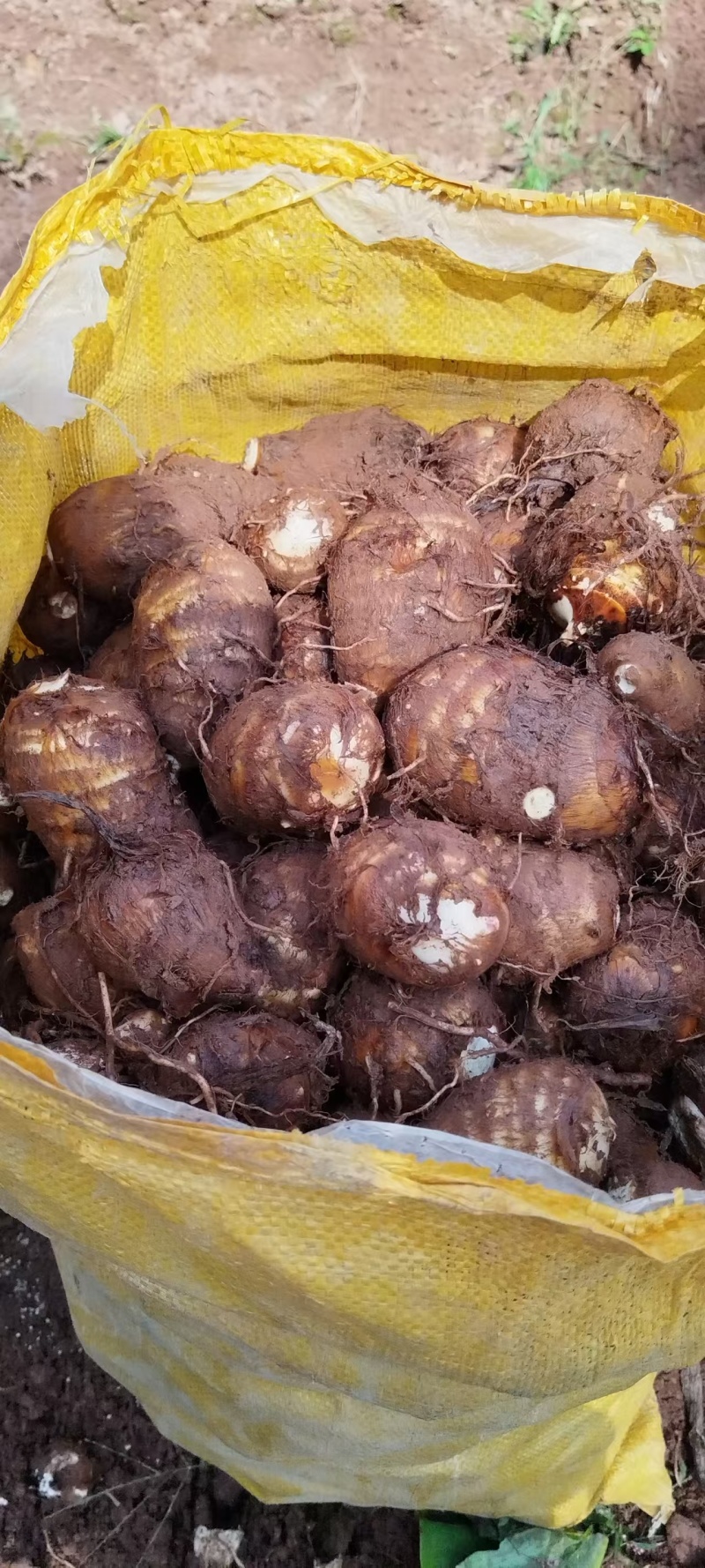 精品毛芋头，东阳市精品毛芋头，新鲜现货欢迎选购