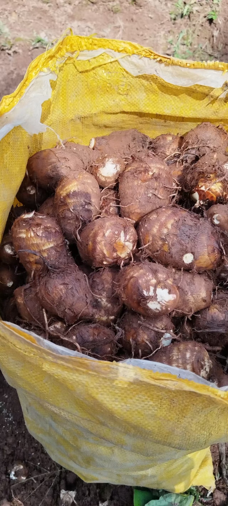 精品毛芋头，东阳市精品毛芋头，新鲜现货欢迎选购