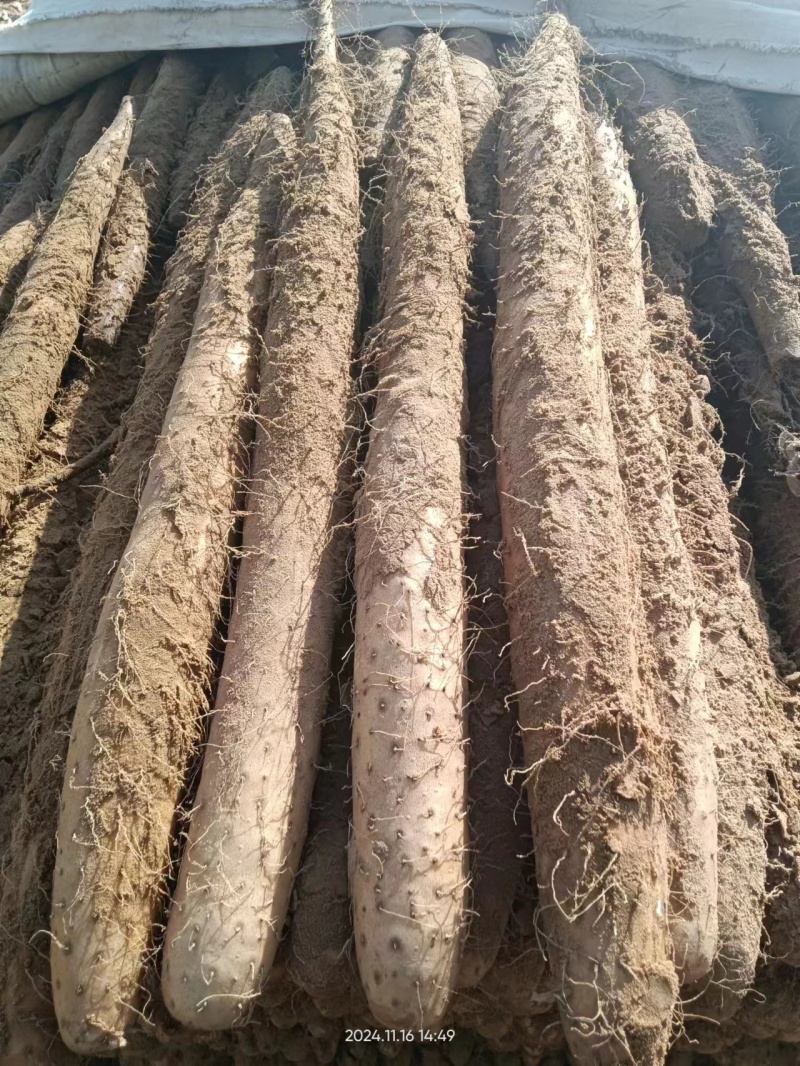 白玉山药宁夏白玉山药产地直发提供一条龙服务欢迎来电