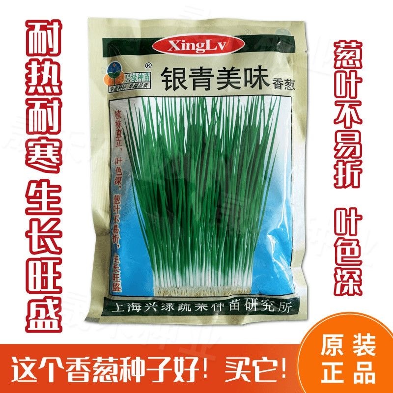银青美味香葱种子直立叶色深葱叶不易折耐热耐寒