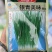 银青美味香葱种子直立叶色深葱叶不易折耐热耐寒