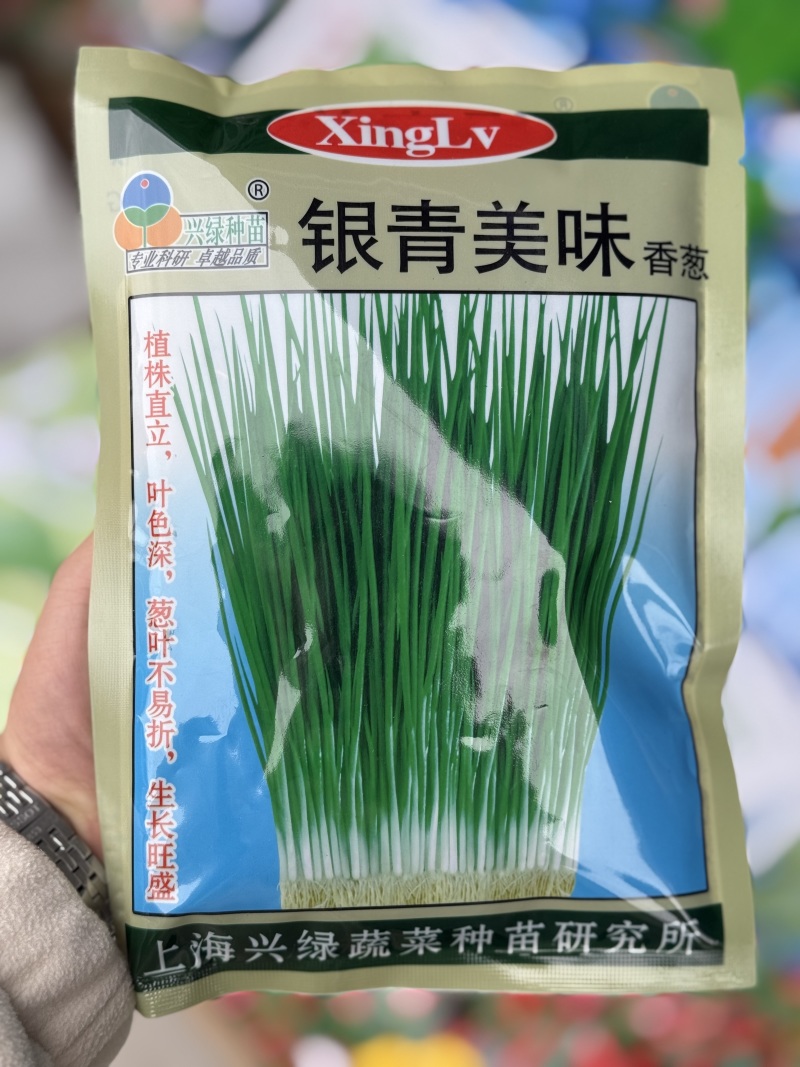 银青美味香葱种子直立叶色深葱叶不易折耐热耐寒