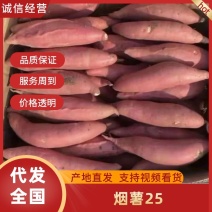 河北唐山烟薯25供应电商一件代发欢迎老板来电咨询